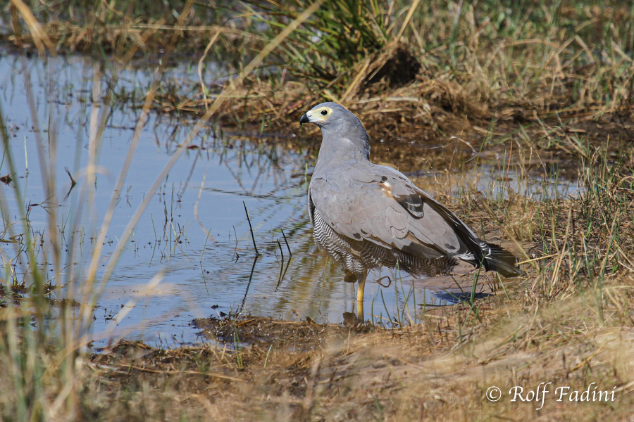 Höhlenweihe (Polyboroides typus) 01 - Botswana
