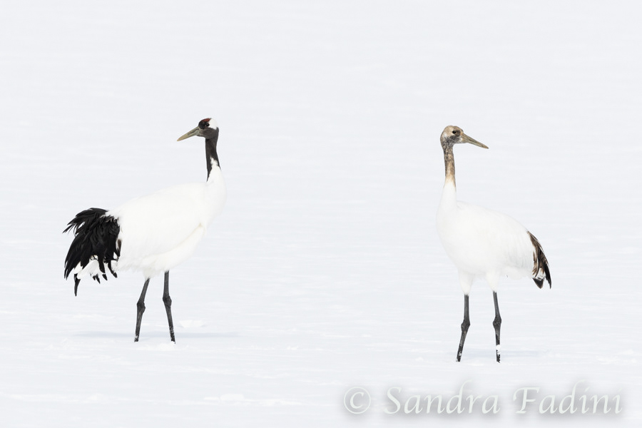 Mandschurenkranich (Grus japonensis) 06 - Jungtier mit Alttier (Japan)