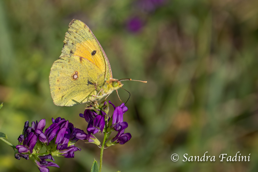 Postillon (Colias croceus) 01 - Italien