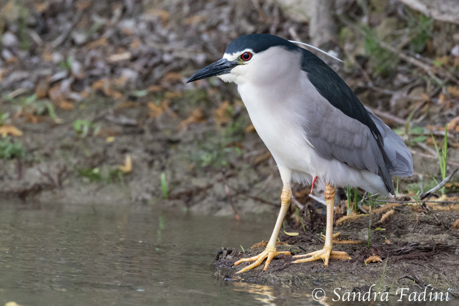 Nachtreiher (Nycticorax nycticorax) 03 - Rumänien