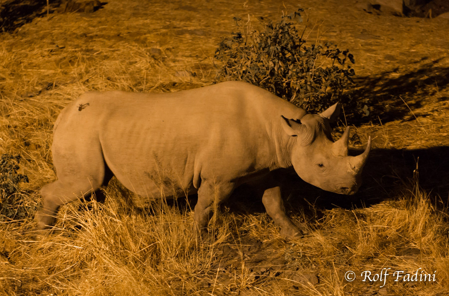 Spitzmaulnashorn (Diceros bicornis) 02 - bei Nacht (Namibia)