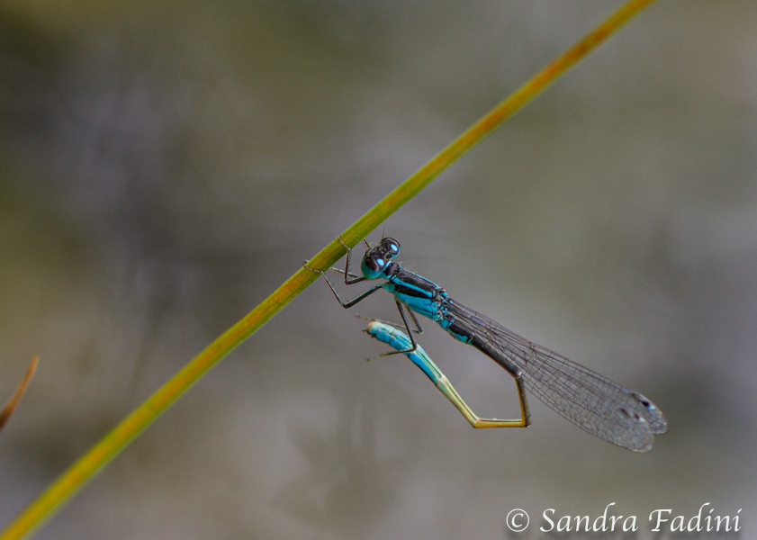 Große Pechlibelle (Ischnura elegans) 04
