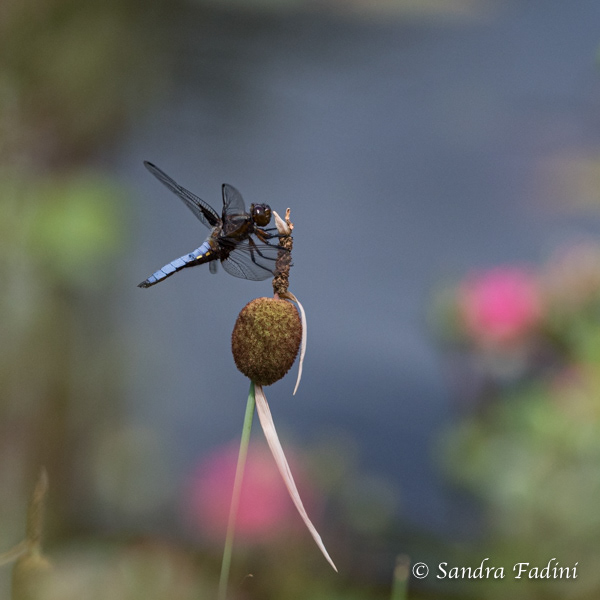Plattbauch (Libellula depressa) 03 - Männchen