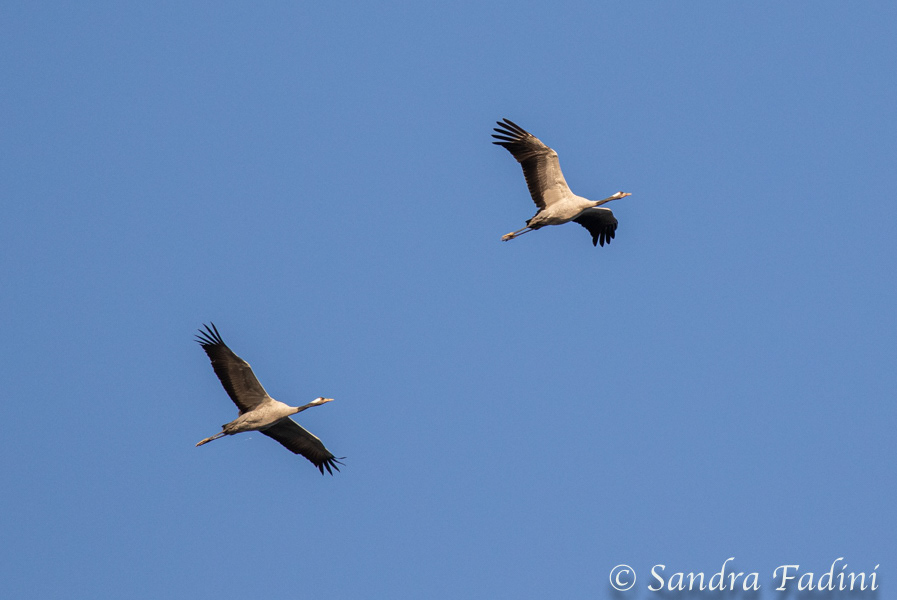 Kranich (Grus grus) 13