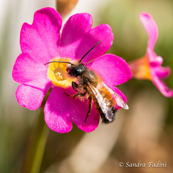 Rostrote Mauerbiene (Osmia bicornis) 01 - Männchen auf Rosen-Primel (Primula rosea)