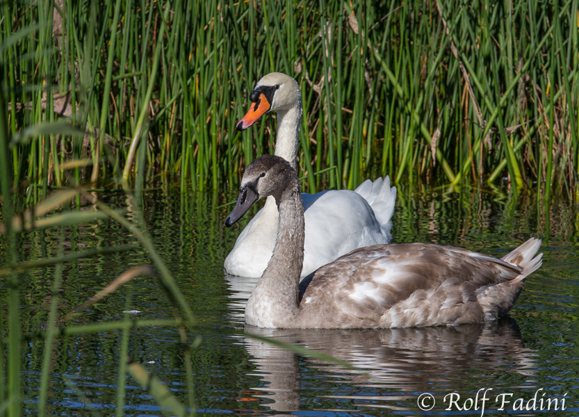 Höckerschwan (Cygnus olor) 08