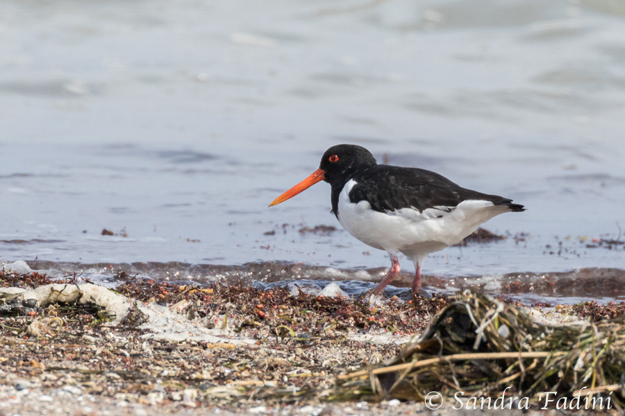 Austernfischer (Haematopus ostralegus) 09