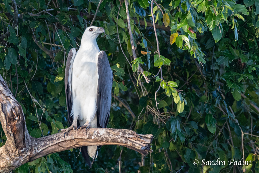 Weißbauchseeadler (Haliaeetus leucogaster) 03 - Sri Lanka
