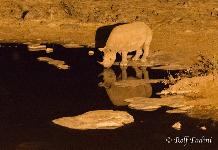 Spitzmaulnashorn (Diceros bicornis) 03 - bei Nacht  (Namibia) 