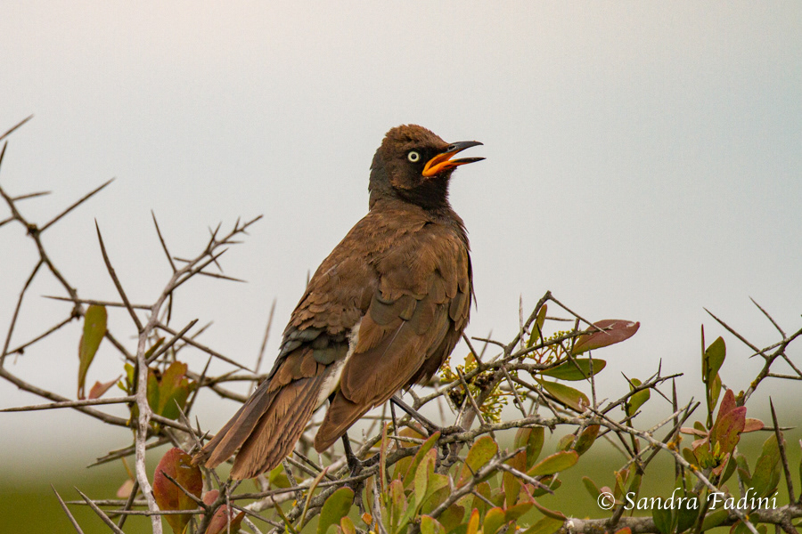 Zweifarben-Glanzstar (Lamprotornis bicolor) 01 - Jungvogel (Südafrika)