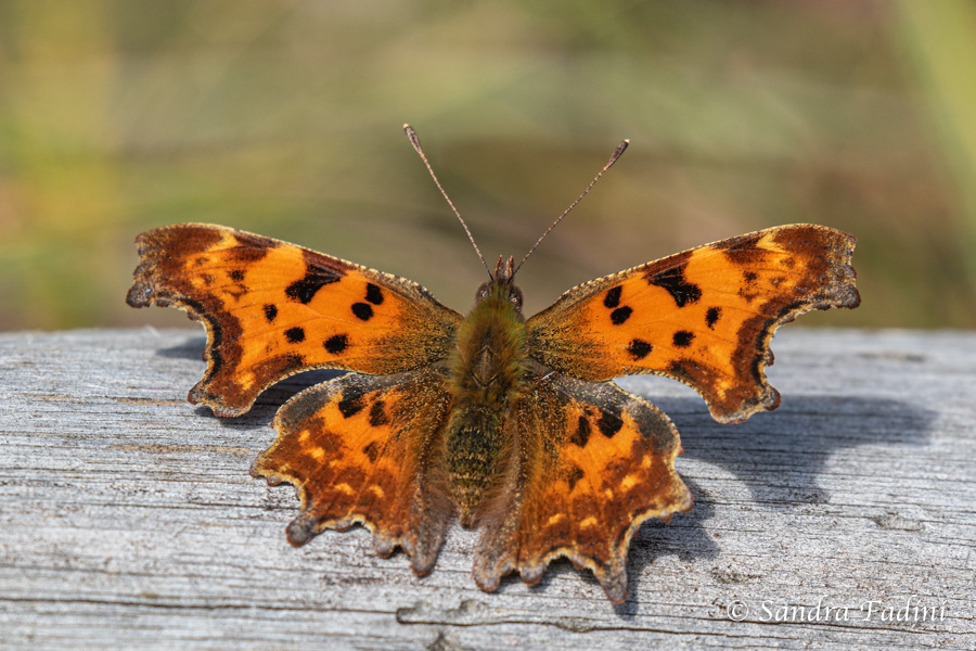 C-Falter (Polygonia c-album) 01