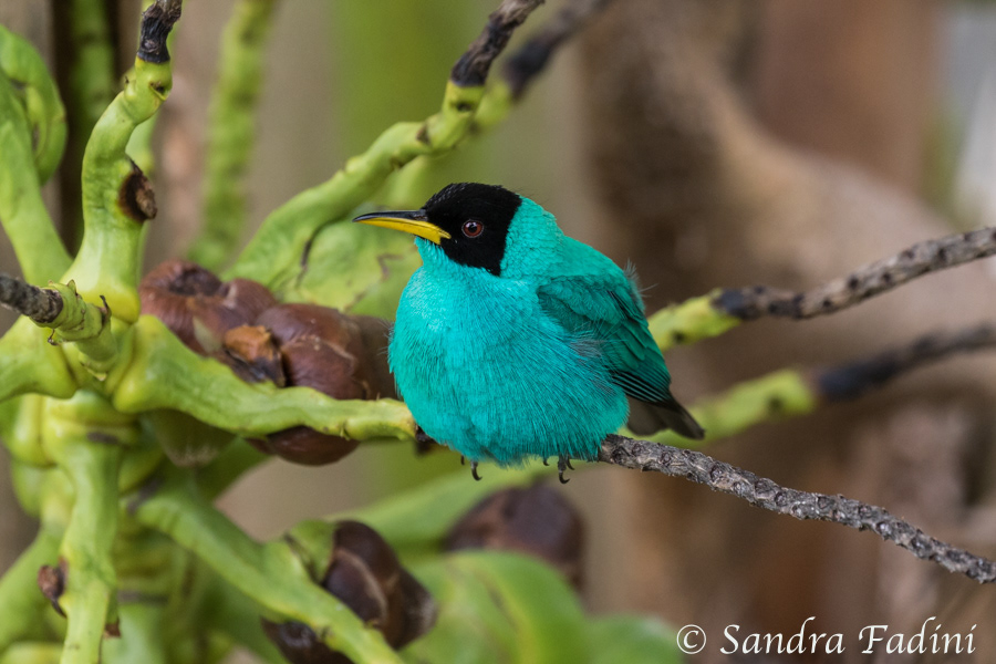 Kappennaschvogel (Chlorophanes spiza) 01 - Männchen (Costa Rica)