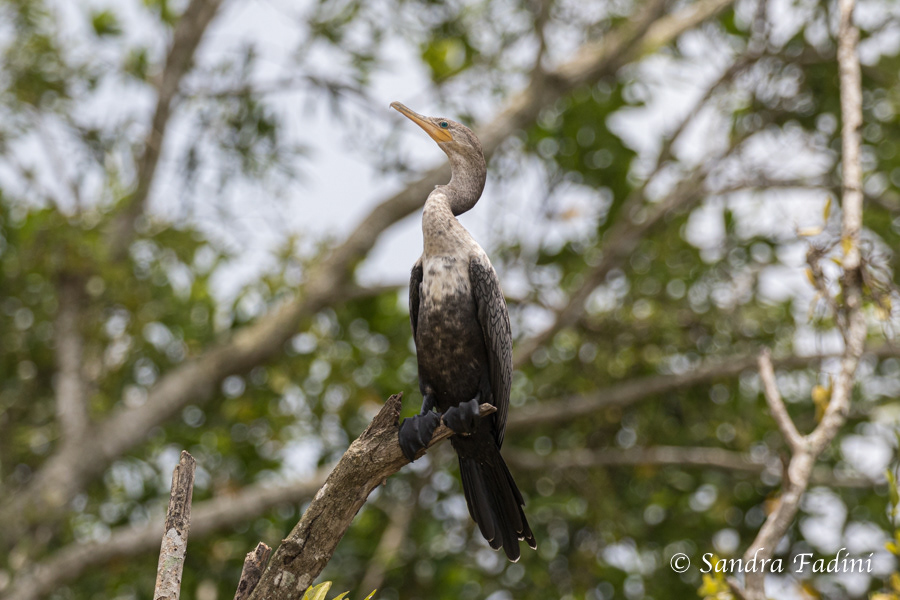 Olivenscharbe (Phalacrocorax brasilianus) 02 - Costa Rica