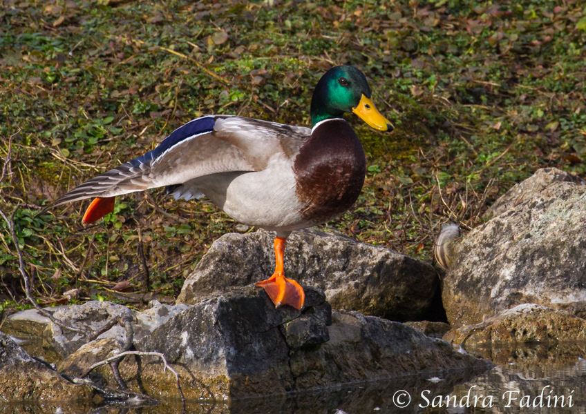 Stockente (Anas platyrhynchos) 06 - Erpel