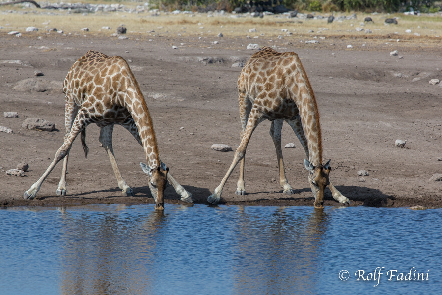 Angola-Giraffe (Giraffa giraffa angolensis) 10 - Namibia