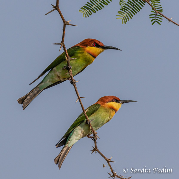 Braunkopfspint (Merops leschenaulti) 05 - Sri Lanka