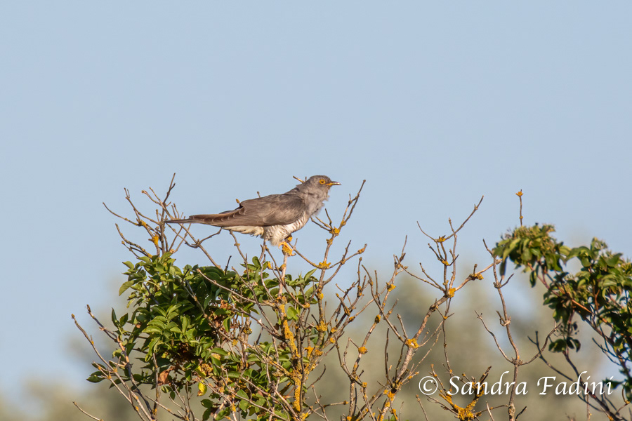 Kuckuck (Cuculus canorus) 01 - Österreich