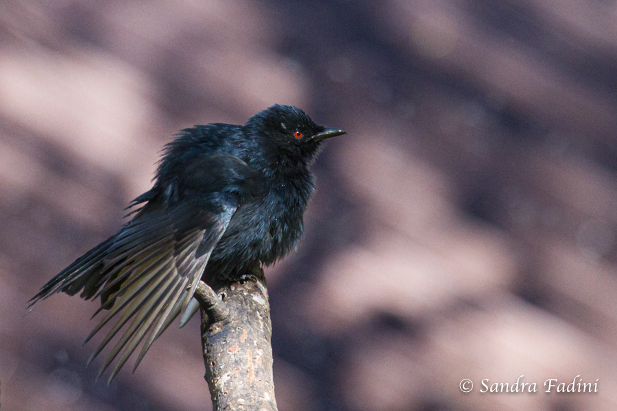 Trauerdrongo (Dicrurus adsimilis) 03 - Namibia