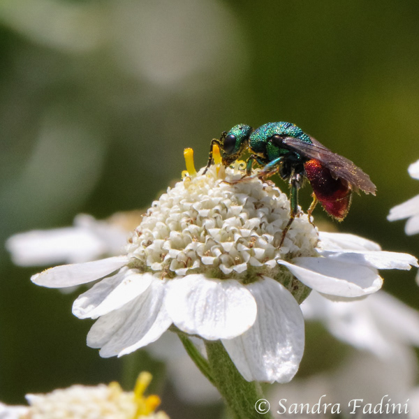 Sand-Goldwespe (Hedychrum nobile) 01 - auf Sumpf-Schafgarbe (Achillea ptarmica)
