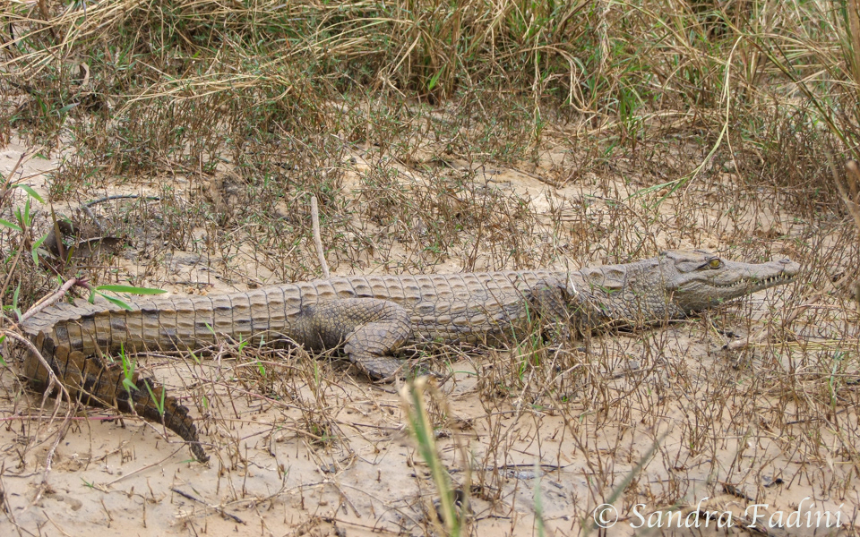 Nilkrokodil (Crocodylus niloticus) 03 - Botswana
