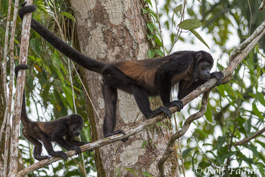 Mantelbrüllaffe (Alouatta palliata) 02 - Weibchen mit Jungtier (Costa Rica)