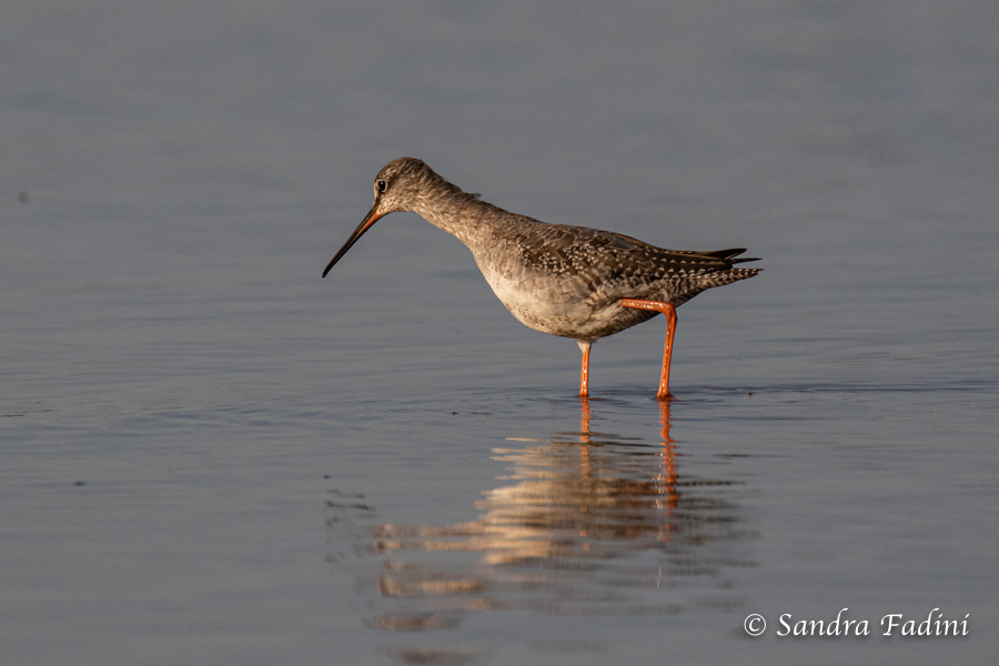 Dunkler Wasserläufer (Tringa erythropus) 01