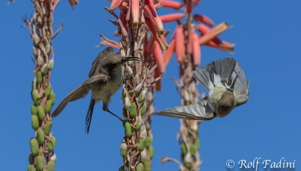 Russnektarvogel (Cinnyris fuscus) 02 - Weibchen Luftkampf (Namibia)