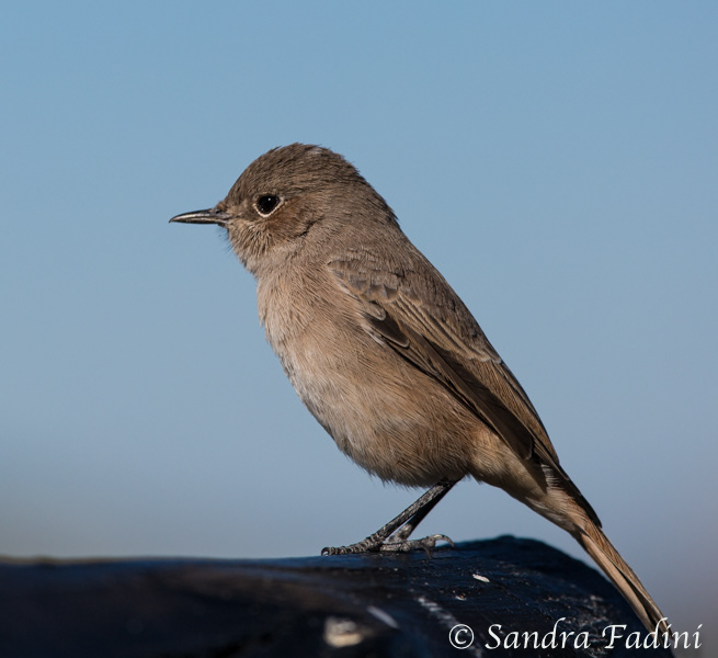 Rostschwanzschmätzer (cercomela familiaris) 01 - Namibia