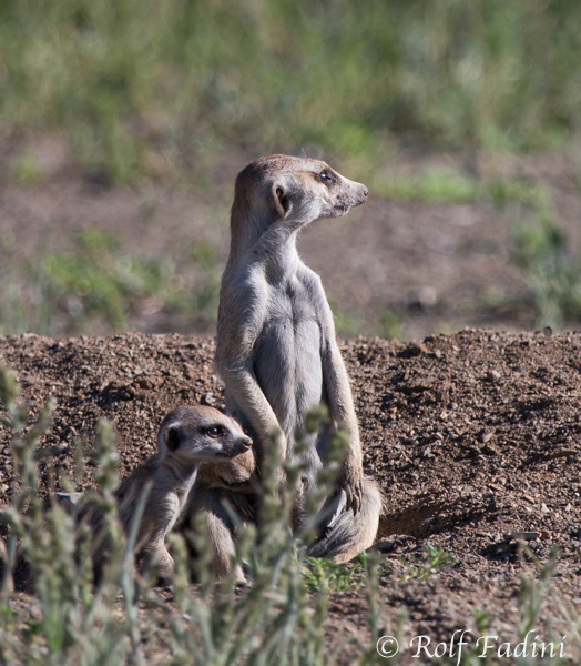 Erdmännchen (Suricata suricatta) 02 - Namibia