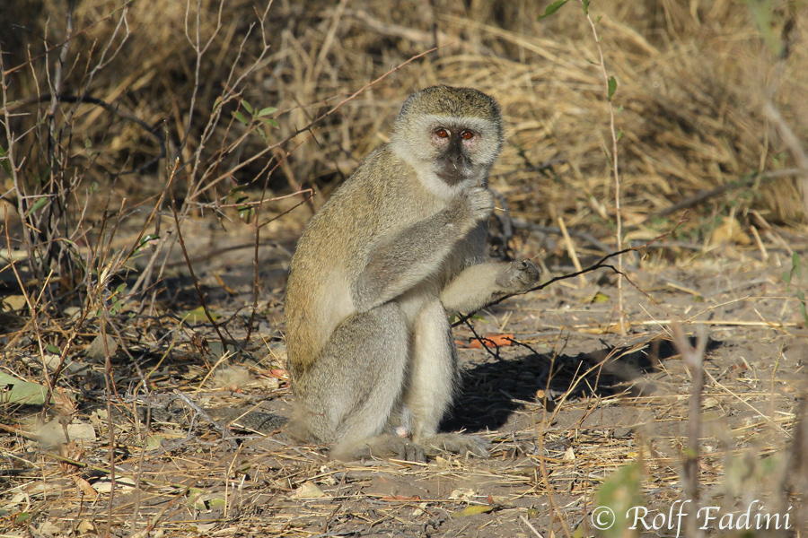 Südliche Grünmeerkatze (Chlorocebus pygerythrus) 01 - Männchen (Botswana)