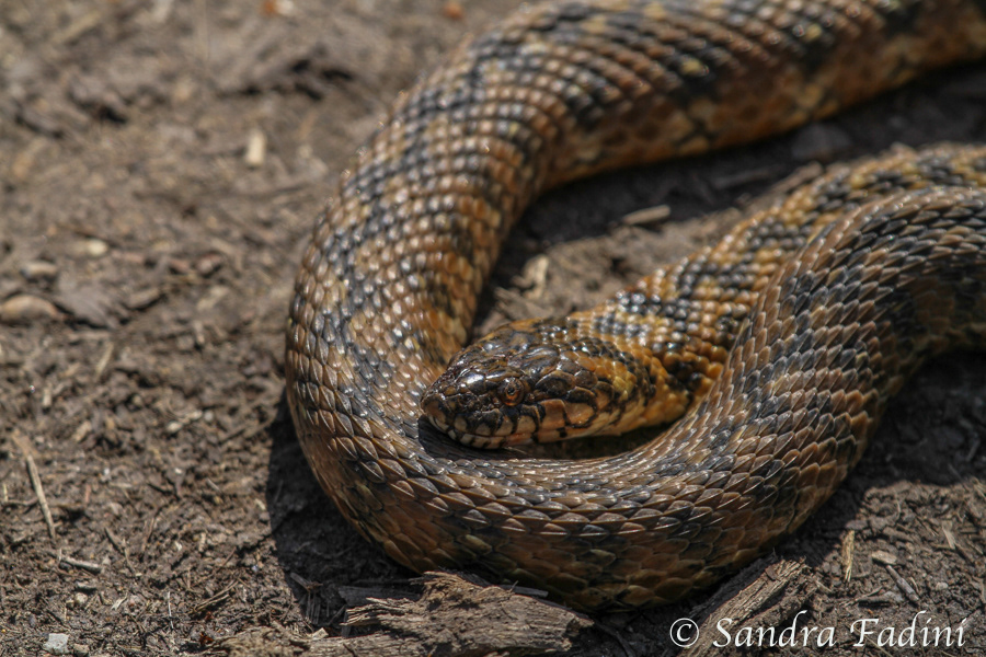 Vipernatter (Natrix maura) 02 - Spanien