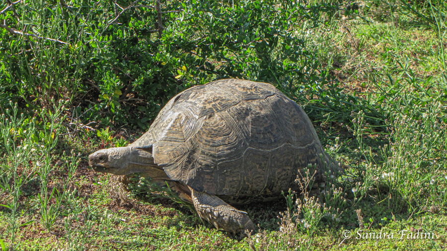 Pantherschildkröte (Stigmochelys pardalis) 03 - Südafrika