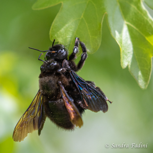Große Holzbiene (Xylocopa violacea) 02 - Paarung