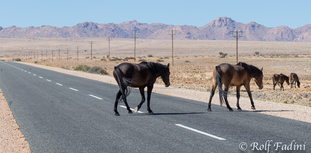 Namibische Wildpferde 01 - Namibia