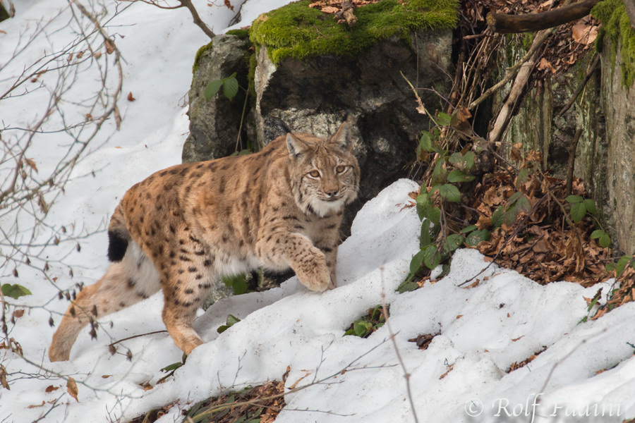 Eurasischer Luchs (Lynx lynx) 06 - captive