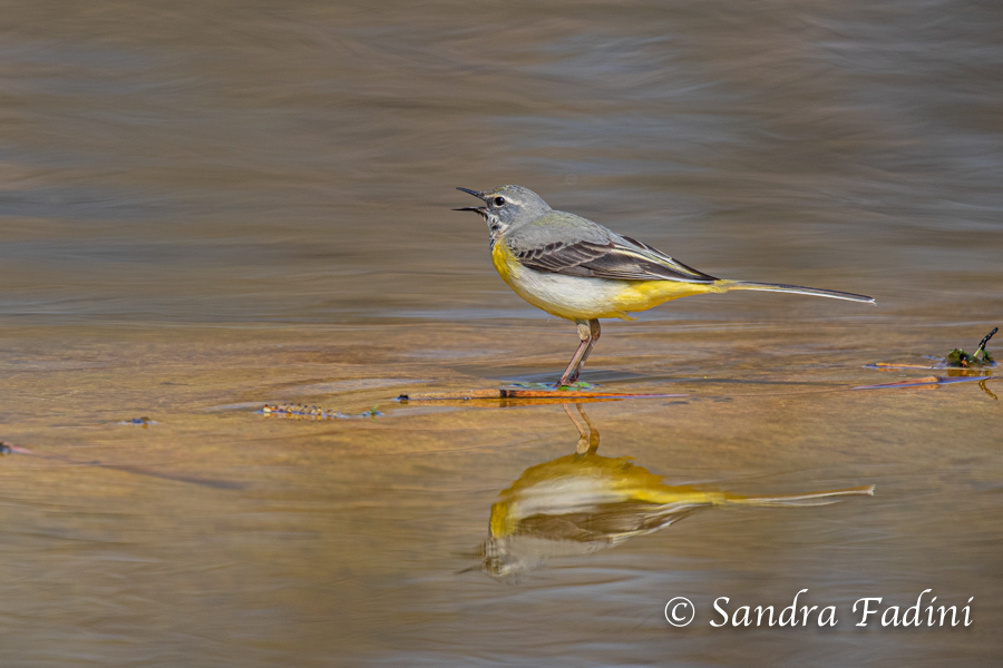 Gebirgsstelze (Motacilla cinerea) 01