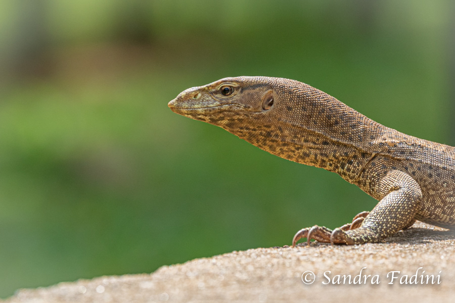Bengalenwaran (Varanus bengalensis) 06 - Sri Lanka