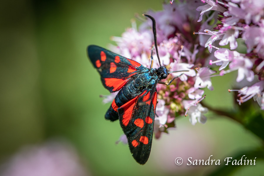 Veränderliches Widderchen (Zygaena ephialtes) 02
