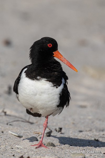 Austernfischer (Haematopus ostralegus) 01