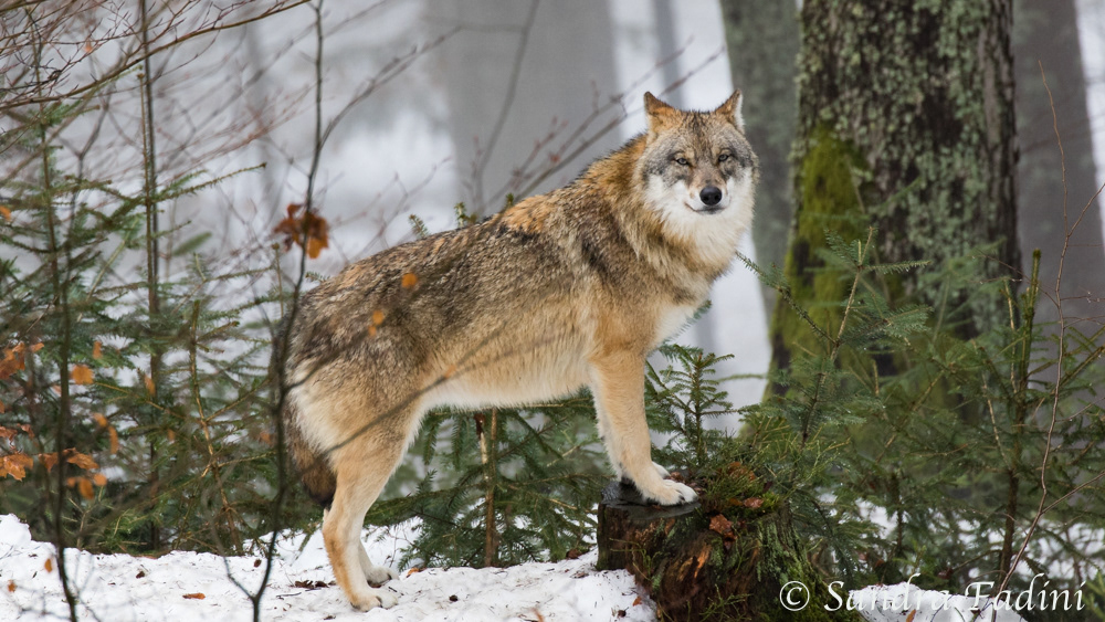Wolf (Canis lupus) 01 - captive