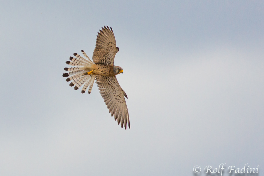 Rötelfalke (Falco naumanni) 04 - Männchen (Spanien)