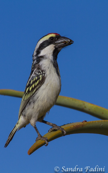 Rotstirn-Bartvogel (Tricholaema leucomelas) 05 - Namibia