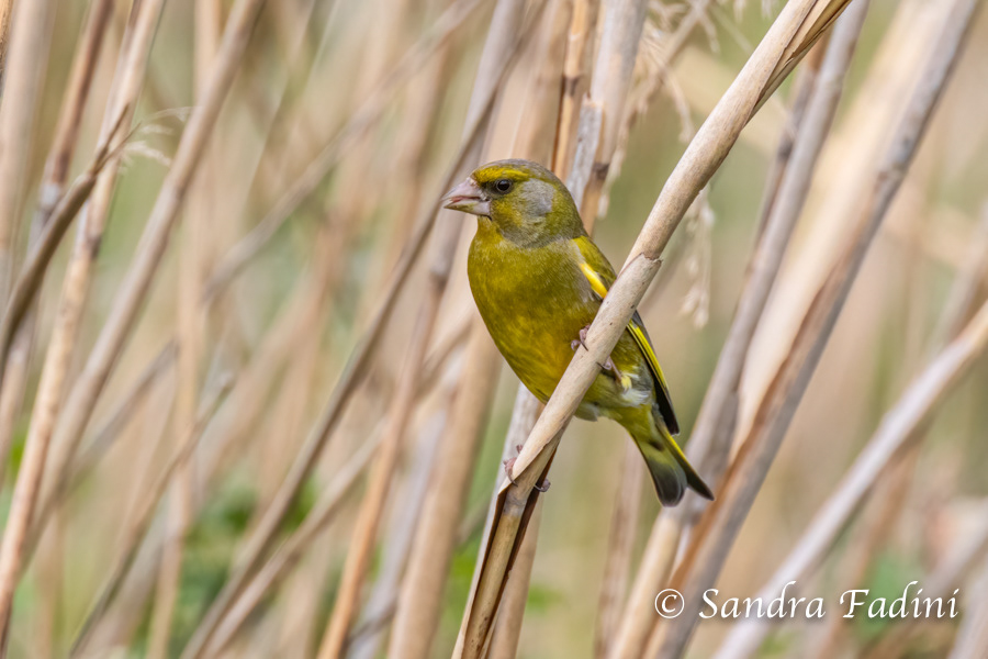 Grünfink (Carduelis chloris) 02 - Männchen