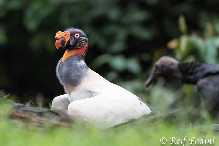 Königsgeier (Sarcoramphus papa) 03 - Costa Rica