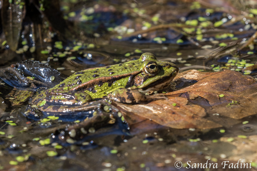 Teichfrosch (Rana esculentus) 03