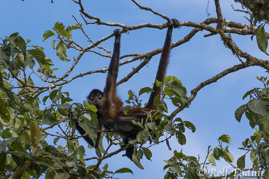 Geoffroy-Klammeraffen (Ateles geoffroyi) 07 - mit Jungtier (Costa Rica)