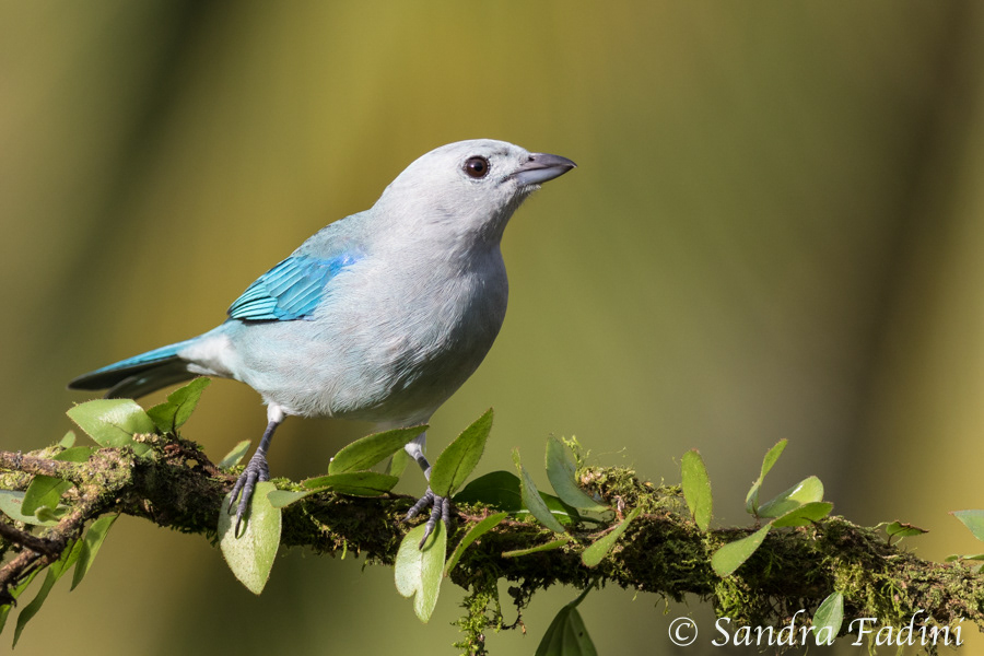 Blautangare (Tangara episcopus) 02 - Costa Rica