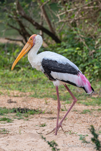 Buntstorch (Mycteria leucocephala) 05 - Sri Lanka