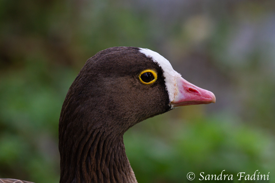 Zwerggans (Anser erythropus) 03