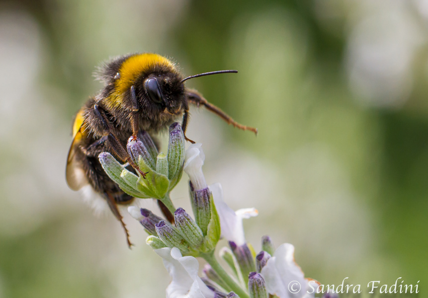 Dunkle Erdhummel (Bombus terrestris) 03
